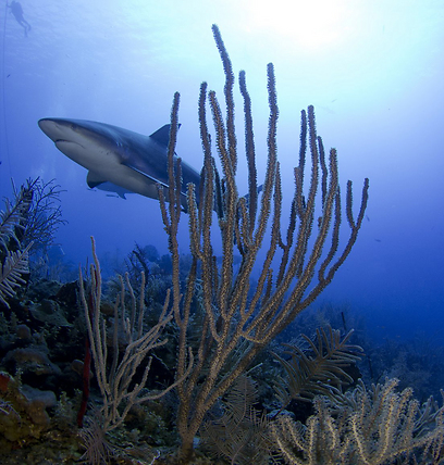 מסייר לרוב צמוד לקרקע בחיפוש אחר מזון. כריש ריף קריבי (צילום: בועז סמוראי) (צילום: בועז סמוראי)