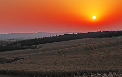 שקיעה על שדות החיטה של כפר אוריה  (צילום: ליאור קורן) (צילום: ליאור קורן)