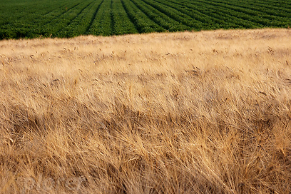 ירוק וצהוב. שעורה בשדות משמר דוד  (צילום: ליאור קורן) (צילום: ליאור קורן)