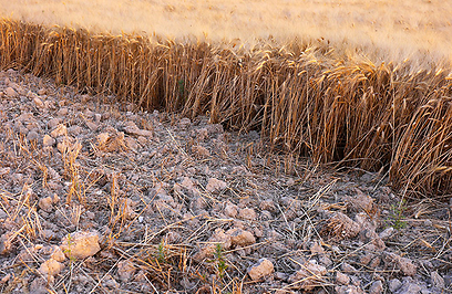 חיטה זהובה בשדות קיבוץ חולדה (צילום: ליאור קורן) (צילום: ליאור קורן)