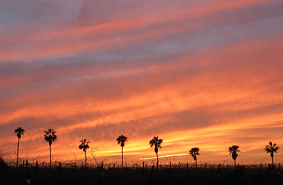 בשעות בין ערביים, נצבעים השמיים באש. הדקלים ניצבת בדממה (צילום: ליאור קורן) (צילום: ליאור קורן)