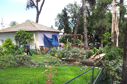 העץ שקרס בחצר גן הילדים בכפר ידידיה (צילום: רענן בן צור) (צילום: רענן בן צור)