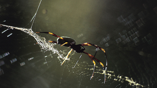 קורי עכביש (צילום: ויז'ואל/פוטוס) (צילום: ויז'ואל/פוטוס)
