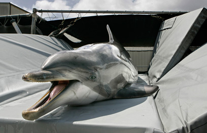 טן. "דולפינים מצוידים באופן טבעי במערכת הסונאר המתוחכמת ביותר הידועה לאדם" (צילום: MCT) (צילום: MCT)