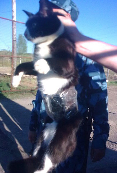 החתול שנתפס בכלא הרוסי (צילום: אתר "צנטר") (צילום: אתר 