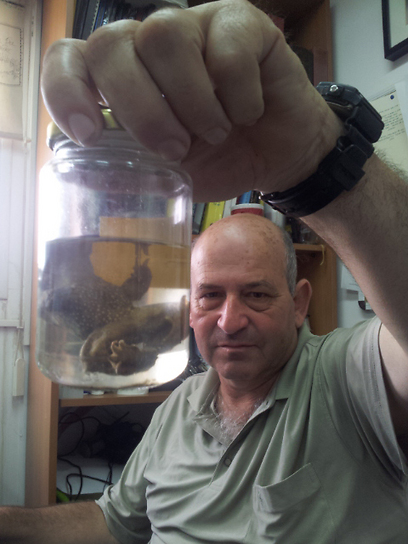 ד"ר שריג גפני עם פרט משומר של עגולשון שחור גחון שנמצא מת בטבע (צילום: ארז ארליכמן) (צילום: ארז ארליכמן)