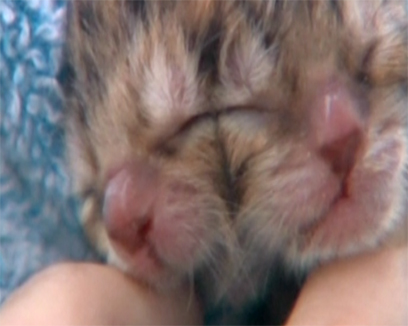 החתולה דוסי. מתה זמן קצר לאחר שנולדה (צילום: רויטרס) (צילום: רויטרס)