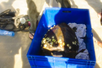 למקום הוזעק יניב לוי, מנהל המרכז הארצי להצלת צבי ים של רשות הטבע והגנים בבית הספר הימי "מבואות ים" במכמורת (צילום: אורי מגנוס) (צילום: אורי מגנוס)