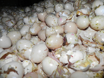 תיעוד הביצים והאפרוחים במכולה לפני מספר חודשים (צילום: אמנון קרן) (צילום: אמנון קרן)
