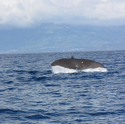 לא מחזה נדיר באיים האזוריים. סנפיר לוויתן בפאייאל (צילום: דפנה טריואקס) (צילום: דפנה טריואקס)