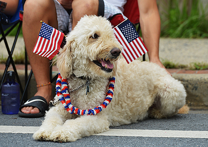 עצמאי לנבוח. כלב צופה במצעד שנערך בפארק טאקומה במרילנד לרגל חגיגות יום העצמאות של ארה"ב. במעצמה הגדולה בעולם ציינו השנה 237 שנה לעצמאות מבריטניה (צילום: AFP) (צילום: AFP)