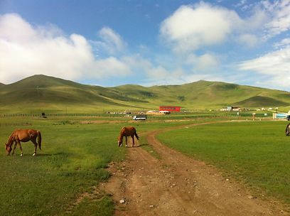 גם הסוסים הגיעו לבקר (צילום: אורן סמדג'ה) (צילום: אורן סמדג'ה)