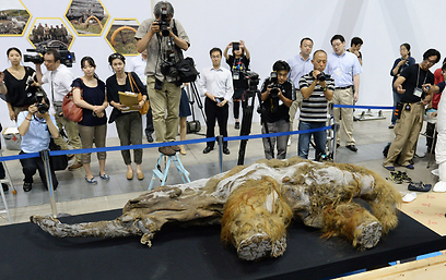 בעיר היפנית יוקוהמה חשפו לתקשורת גופה קפואה של גורת ממותה בת 39 אלף שנים שקיבלה מהחוקרים את השם "יוקה" (צילום: AFP) (צילום: AFP)