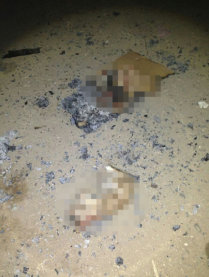 גופות החתולים ששרפו הנערים ושנמצאו הלילה (צילום: דוברות מחוז ש"י) (צילום: דוברות מחוז ש