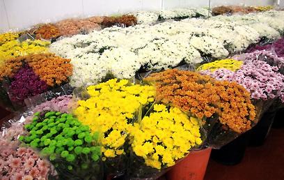 ליברמן לנדו (פרחי בוקי) כפר אז"ר. אחד המרכזים הסיטונאיים מהם יוצאים פרחים למשווקים (צילמה: דנה קופל) (צילמה: דנה קופל)