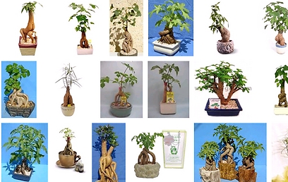 באופנה: עץ האהבה - שגזעו נראה כמו אוהבים שלובים. צילום מסך google images ()