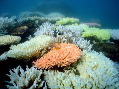 שונית המחסום הגדולה באוסטרליה. 3,000 ק"מ של אלמוגים (צילום: EPA) (צילום: EPA)