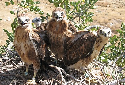ארבעת גוזלי עקב עיטי שתועדו בקן לפני התקרית (צילום: גלעד פרידמן וליאור הורטמן) (צילום: גלעד פרידמן וליאור הורטמן)