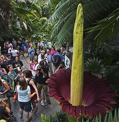תיירים זרים הגיעו בהמוניהם לצפות ב"פרח הגוויה" שמסריח כמו גופה בגן הבוטני בעיר וושינגטון (צילום: AFP) (צילום: AFP)