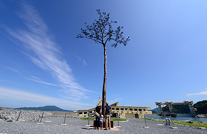 תיירים עומדים ליד העץ שזכה לכינוי "אורן הנס" בעיר ריקוזנטקאטה. העיר שנמצאת במחוז איווטה נחרבה ברעידת האדמה והצונאמי ביפן ב-2011 (צילום: AFP) (צילום: AFP)