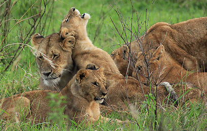 גורי אריות מתלטפים בשמורת מסאי מארה בקניה (צילום: מורן ניר) (צילום: מורן ניר)