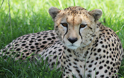 צ'יטה בשמורת מסאי מארה בקניה (צילום: מורן ניר) (צילום: מורן ניר)