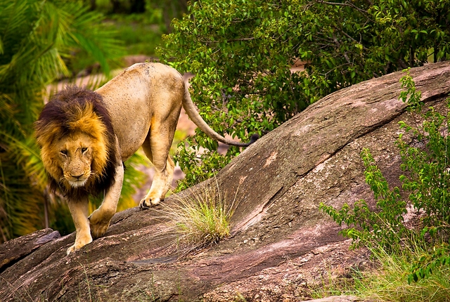אריה יורד מסלע במסאי מארה (צילום: ינאי בונה) (צילום: ינאי בונה)