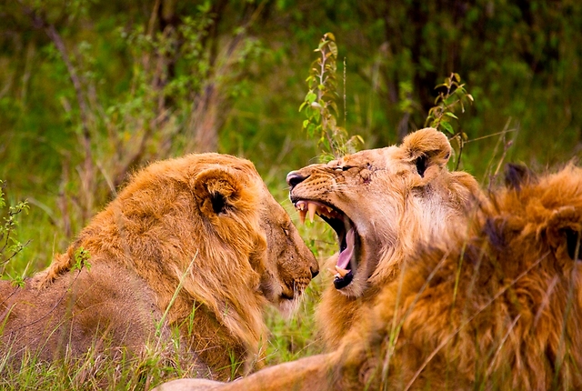 לביאה מפהקת לעבר אריה בשעת בוקר מוקדמת  (צילום: ינאי בונה) (צילום: ינאי בונה)
