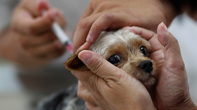 הממשל בטייוואן הורה על חיסון עשרות אלפי בני אדם ובעלי חיים נגד כלבת. הפעם האחרונה שבה פרצה המחלה באי הייתה לפני יותר מ-50 שנה (צילום: AP) (צילום: AP)