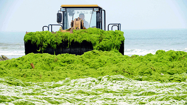 בצ'ינגדאו שבסין אוספים אצות אחרי המכה שהנחית טייפון סוליק (צילום: רויטרס) (צילום: רויטרס)