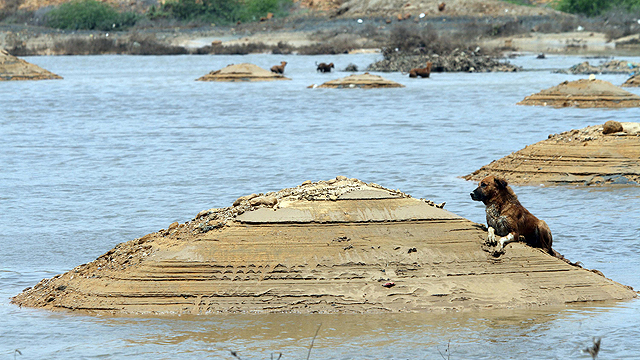 בפקיסטן גשמים עזים גרמו לשטפונות באזור קראצ'י. הכלב הזה מצא לו אי לנוח (צילום: EPA) (צילום: EPA)
