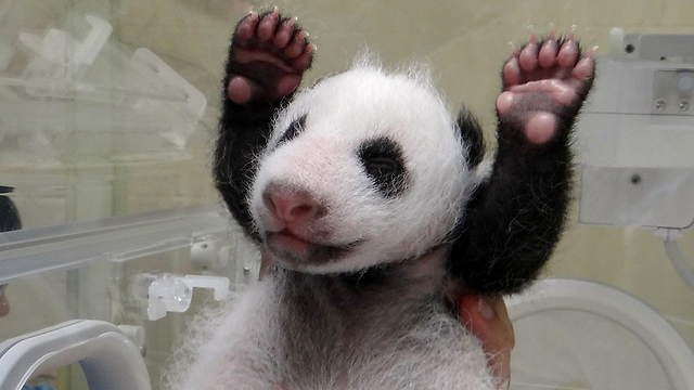 גור פנדה מגן החיות בסין (צילום: AFP, TAIPEI CITY ZOO) (צילום: AFP, TAIPEI CITY ZOO)