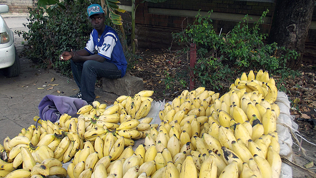 ובקניה, מוכר ממתין ללקוחות בדוכן הבננות שלו בעיר ניירובי (צילום: AP) (צילום: AP)