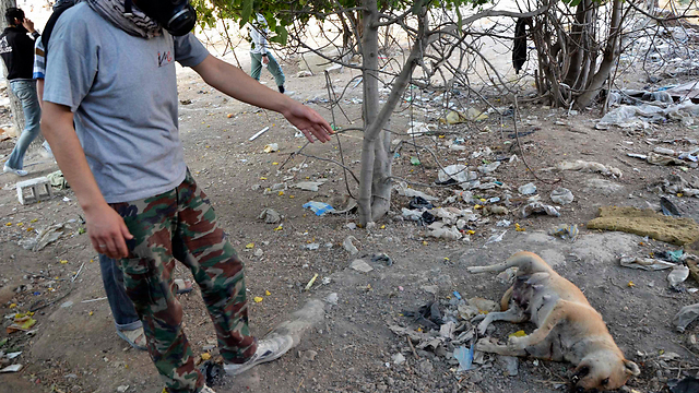 חיות מתות בפרברי דמשק, המורדים: זו תוצאת המתקפה הכימית (צילום: רויטרס) (צילום: רויטרס)