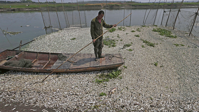 הרעלה המונית של דגים (צילום: AFP) (צילום: AFP)