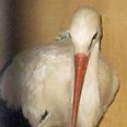 Spy stork in Egyptian jail cell