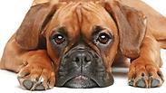 צילום: shutterstock צילום: shutterstock
