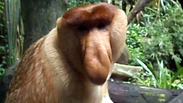 הקוף עם האף הארוך ()