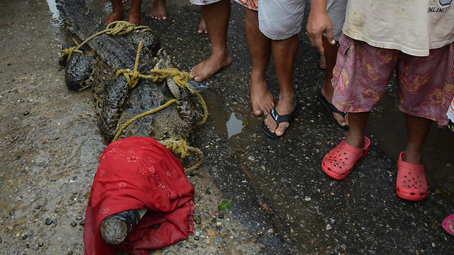 אחד מהקרוקודילים שנלכד על ידי אזרחים (צילום: AP) (צילום: AP)