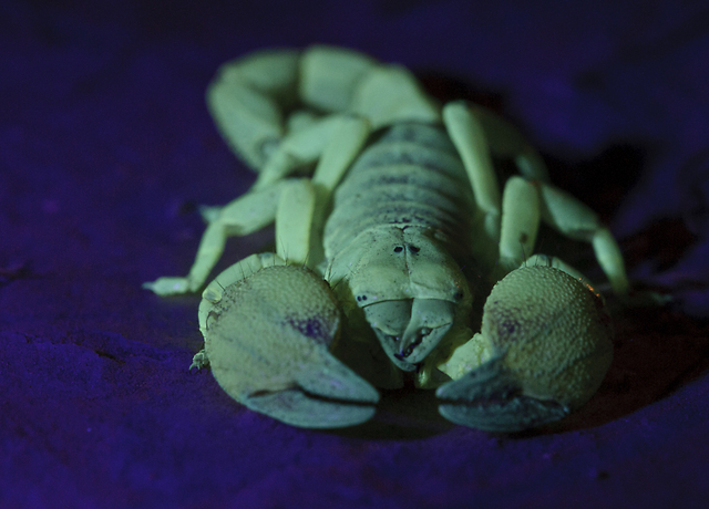 דיסקו עקרבים בחשיכה (צילום: לירון סמואלס)