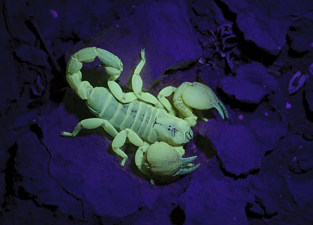 עקרב עביד צהוב. נראה גדול אך במציאות הוא באורך של כ-75 מ"מ. בעזרת פנס UV (תאורת אולטרה סגול) ניתן למצוא אותם בקלות בשעת לילה במדבר (צילום: לירון סמואלס)