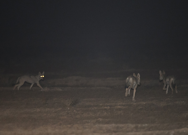 משפחת זאבים עם מספר גורים לאחר פשיטה על כרם ענבים (צילום: לירון סמואלס)