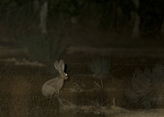 ארנבת שדה מתרוצצת בשטח בלילה (צילום: לירון סמואלס)