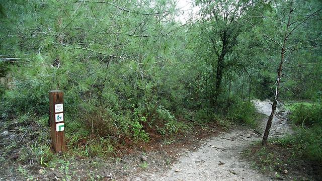 השביל עובר בערוץ של עצי חורש טבעי. שביל הבאר (צילום: אסף רונן) (צילום: אסף רונן)