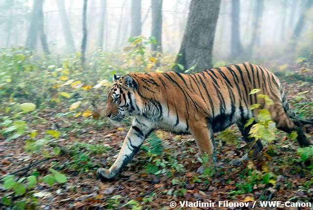 טיגריס אמור. נותרו רק 425 פרטים בטבע. אחד הטורפים של איילי סיקה (צילום: Vladimir Filonov / WWF-Canon)