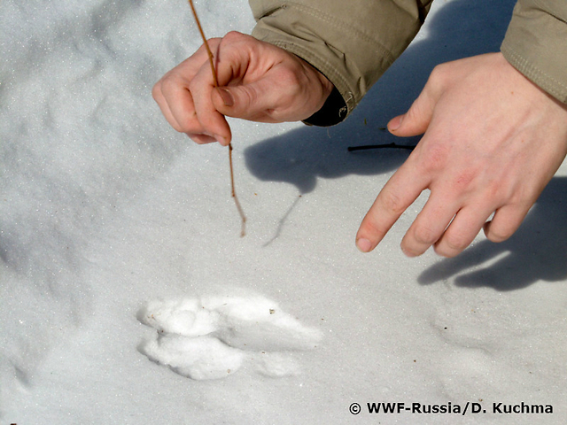 לא מצאו עקבות של טורפים סמוך לפגר (צילום: WWF-Russia/D. Kuchma)
