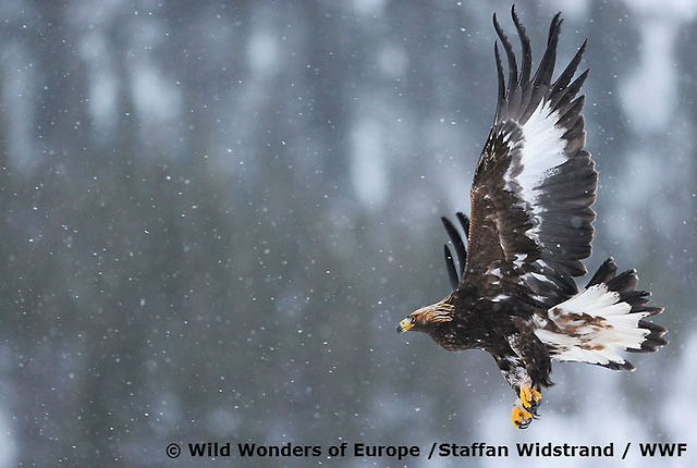  (צילום: Wild Wonders of Europe /Staffan Widstrand / WWF)