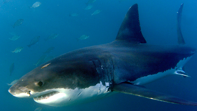 כריש לבן בדרום אפריקה (ארכיון)                  (צילום: EPA) (צילום: EPA)
