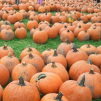 צילום: שלומי פרי