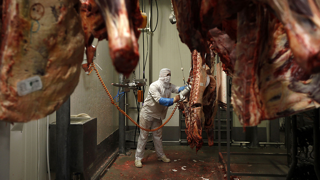 The bill also seeks to ban slaughter when the animals are in an 'unnatural state,' making kosher slaughter practically impossible (Photo: Reuters)